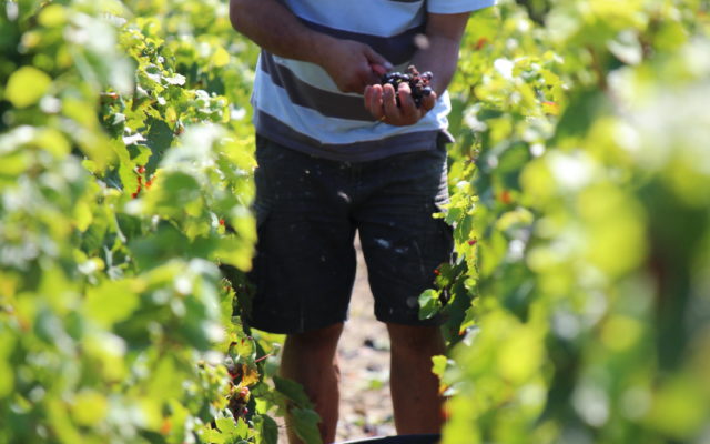Début des vendanges chez Sébastien Dupré et Robert Verger, vignerons en côte-de-brouilly, le jeudi 4 août 2014.